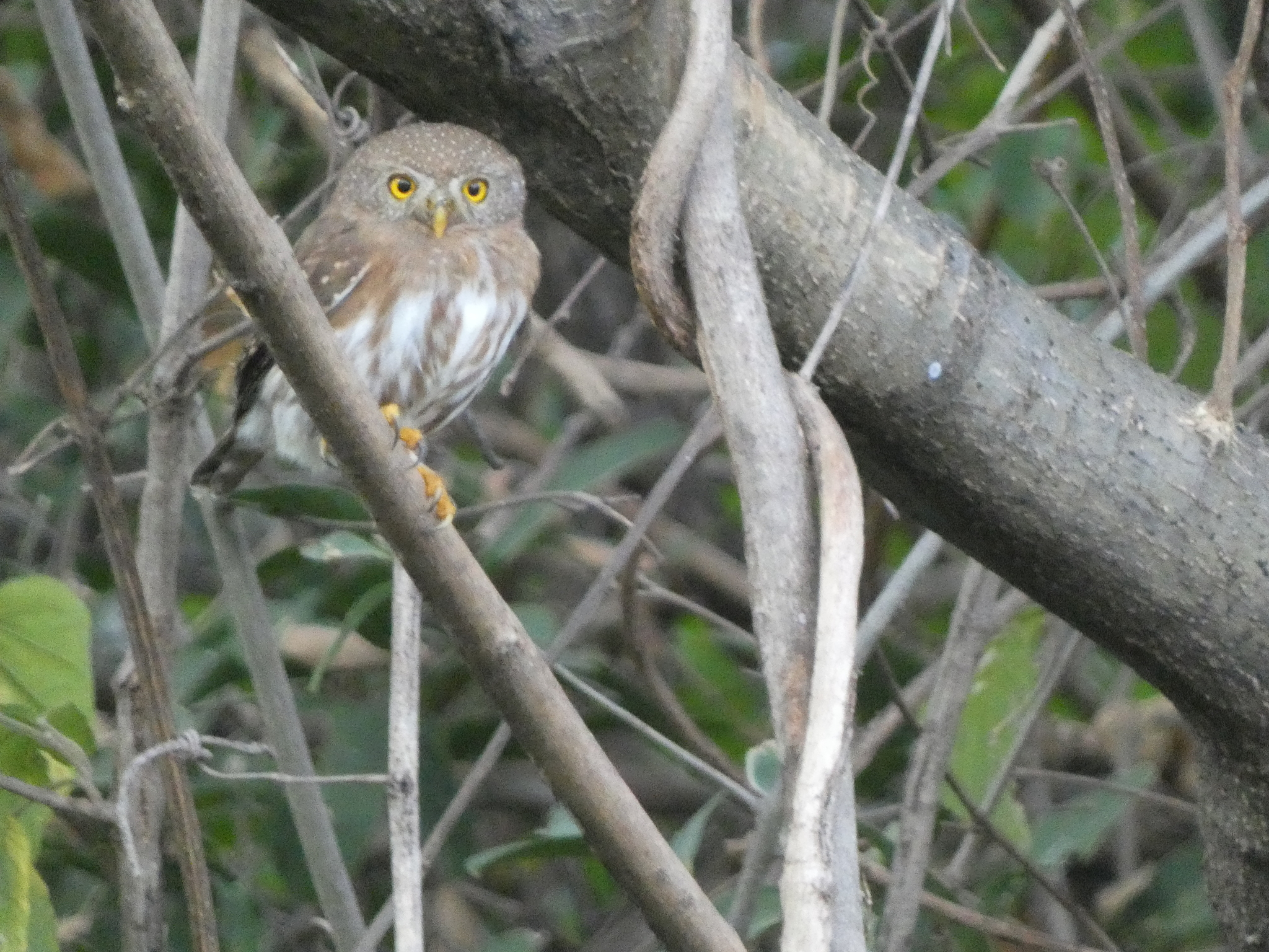 Colima Pygmy Owl (Glaucidium palmarum), photo 7