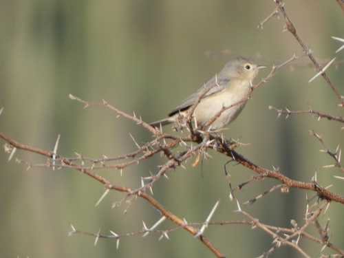 Lucy's Warbler (Leiothlypis luciae)