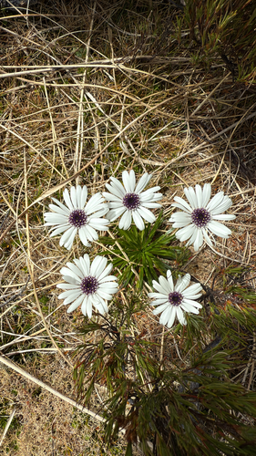Damnamenia vernicosa, 2026-01-09