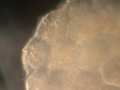 Multicrustacea