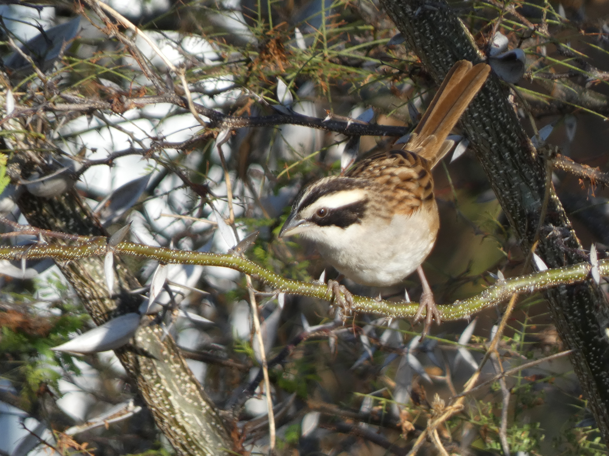 Stripe-headed Sparrow (Peucaea ruficauda), photo 2