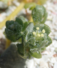 Atriplex billardierei