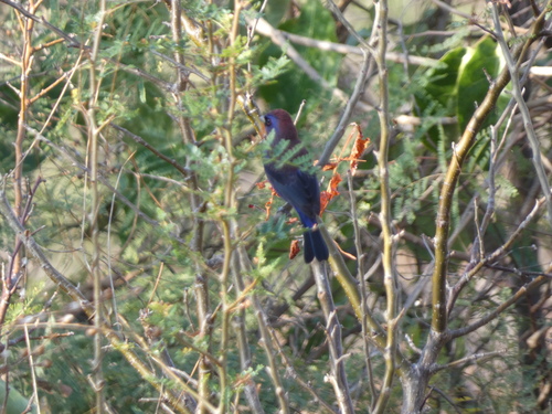Varied Bunting (Passerina versicolor)
