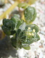Atriplex billardierei