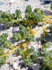 Atriplex billardierei