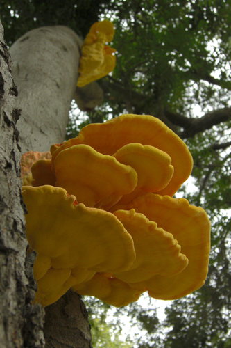 Western Hardwood Sulphur Shelf