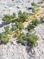 Atriplex billardierei
