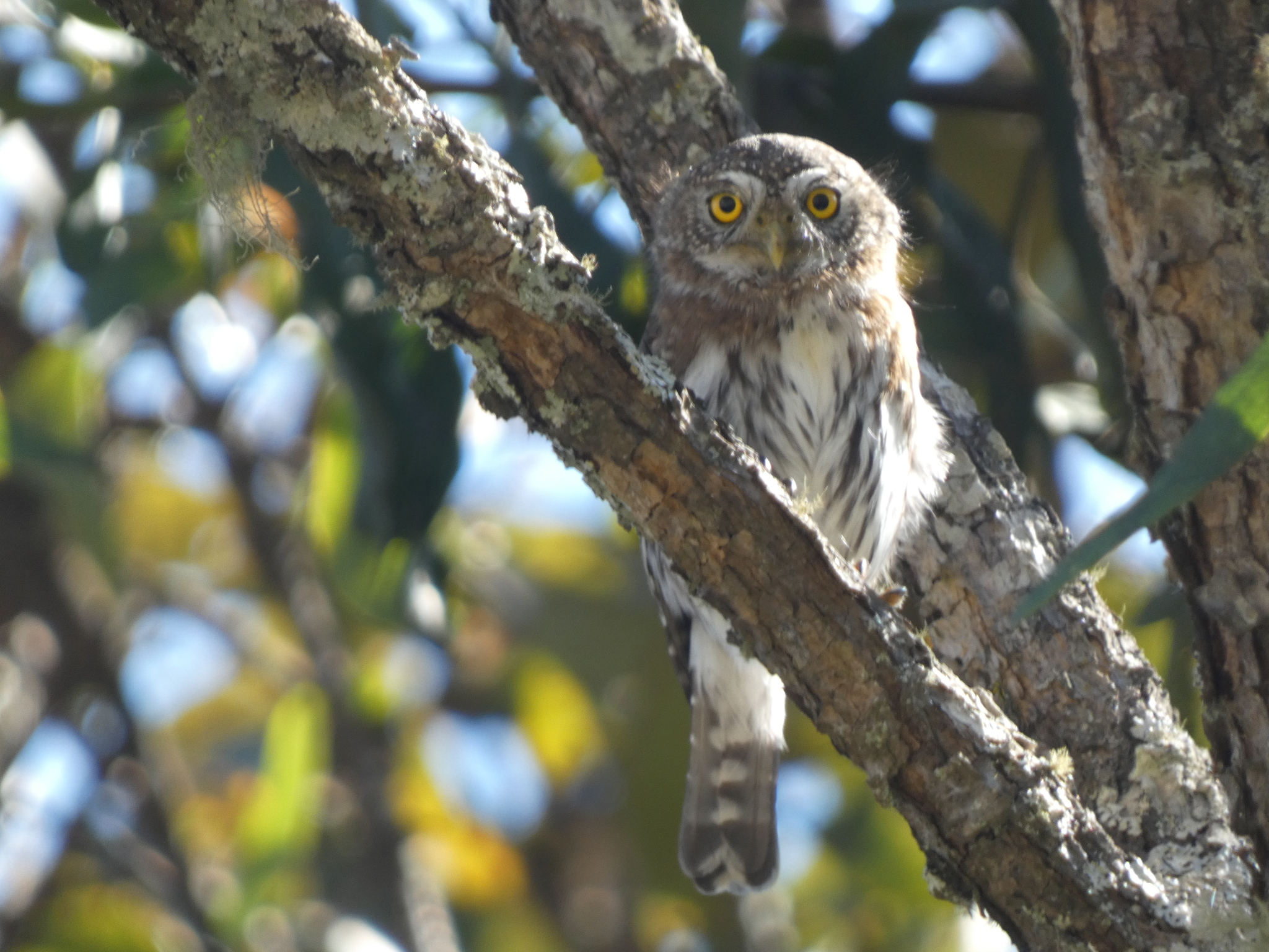 Colima Pygmy Owl (Glaucidium palmarum), photo 1