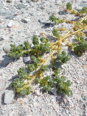Atriplex billardierei