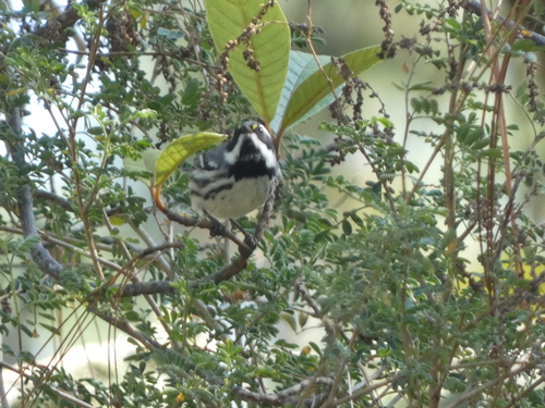 Black-throated Grey Warbler (Setophaga nigrescens), photo 6
