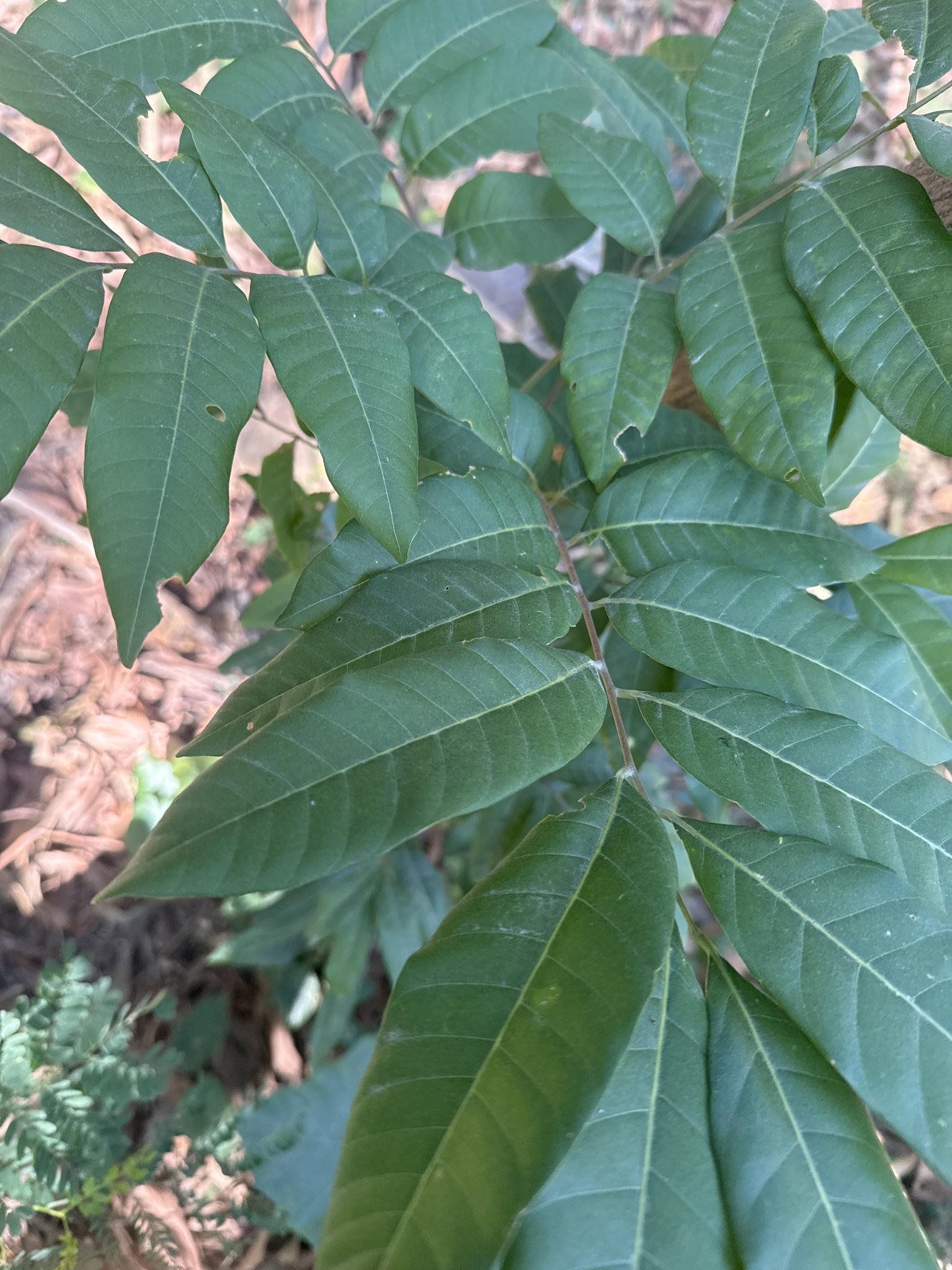 Foto de Dimocarpus longan Lour.