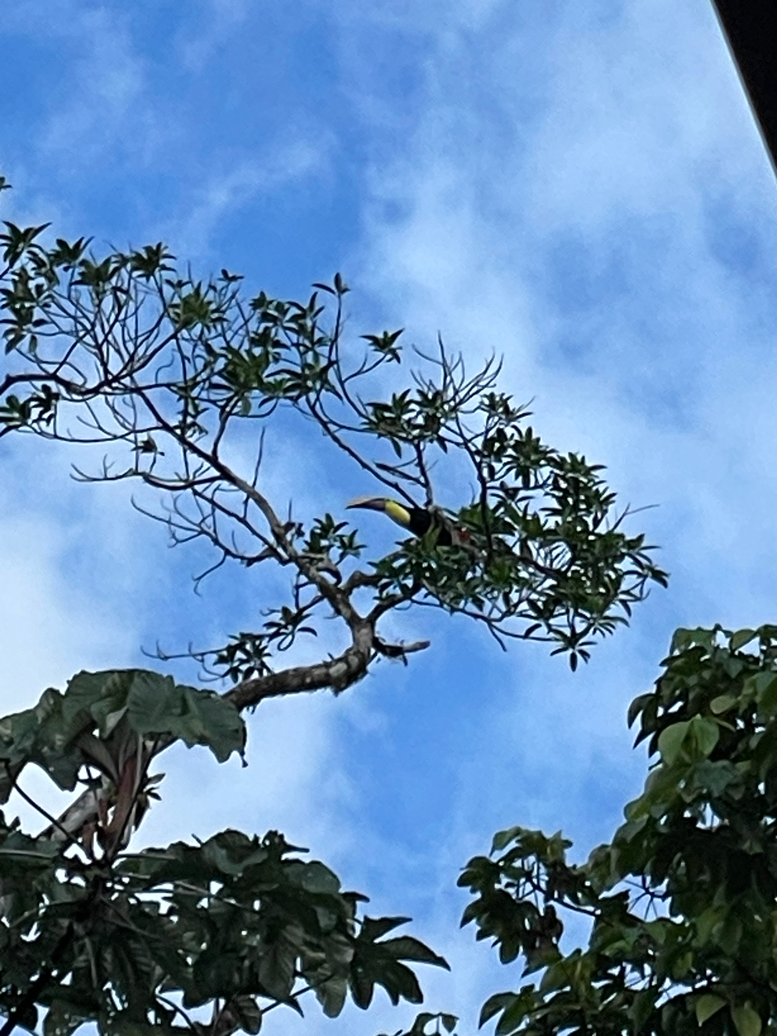 Yellow-throated Toucan (Ramphastos ambiguus), photo 10