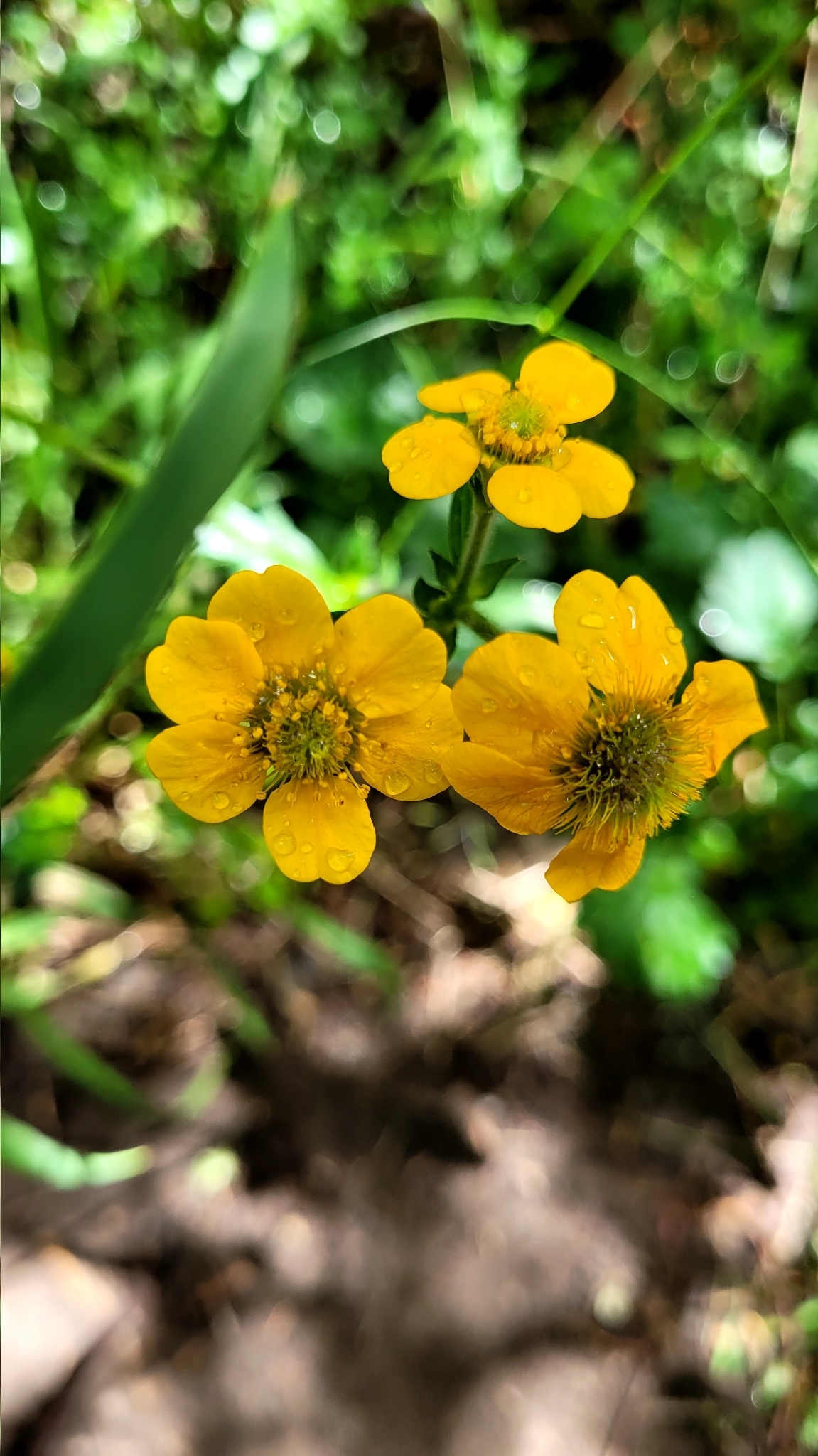 Imagem de Geum magellanicum