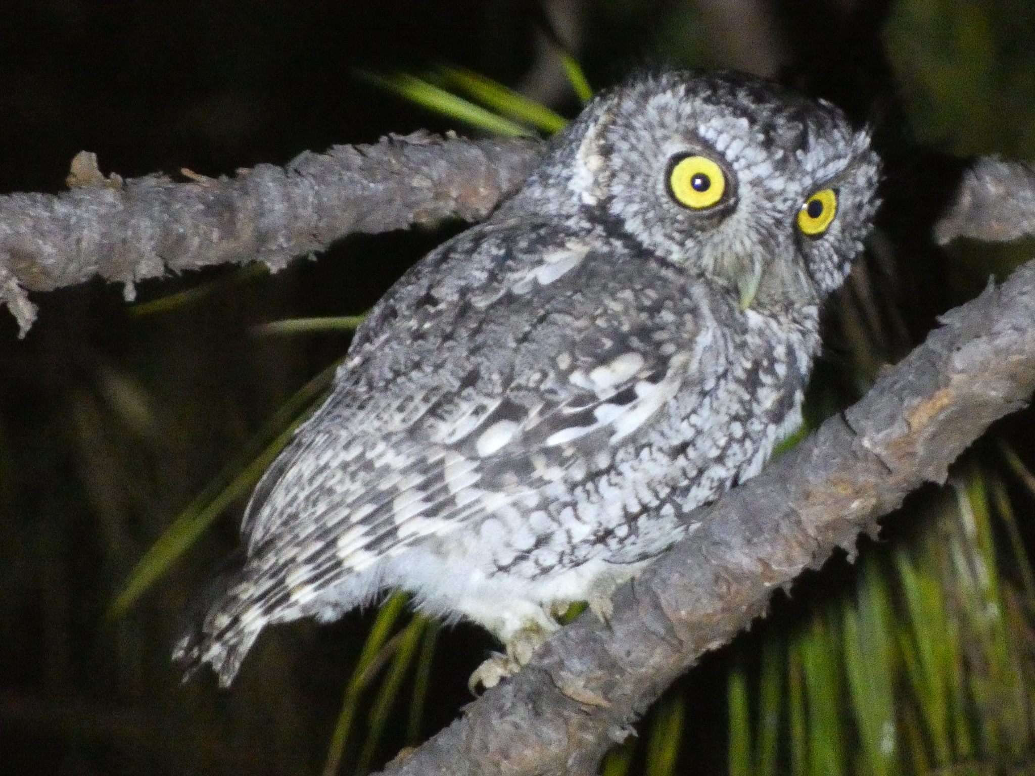 Whiskered Screech Owl (Megascops trichopsis), photo 1