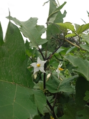 Solanum torvum