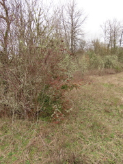 Pyracantha fortuneana