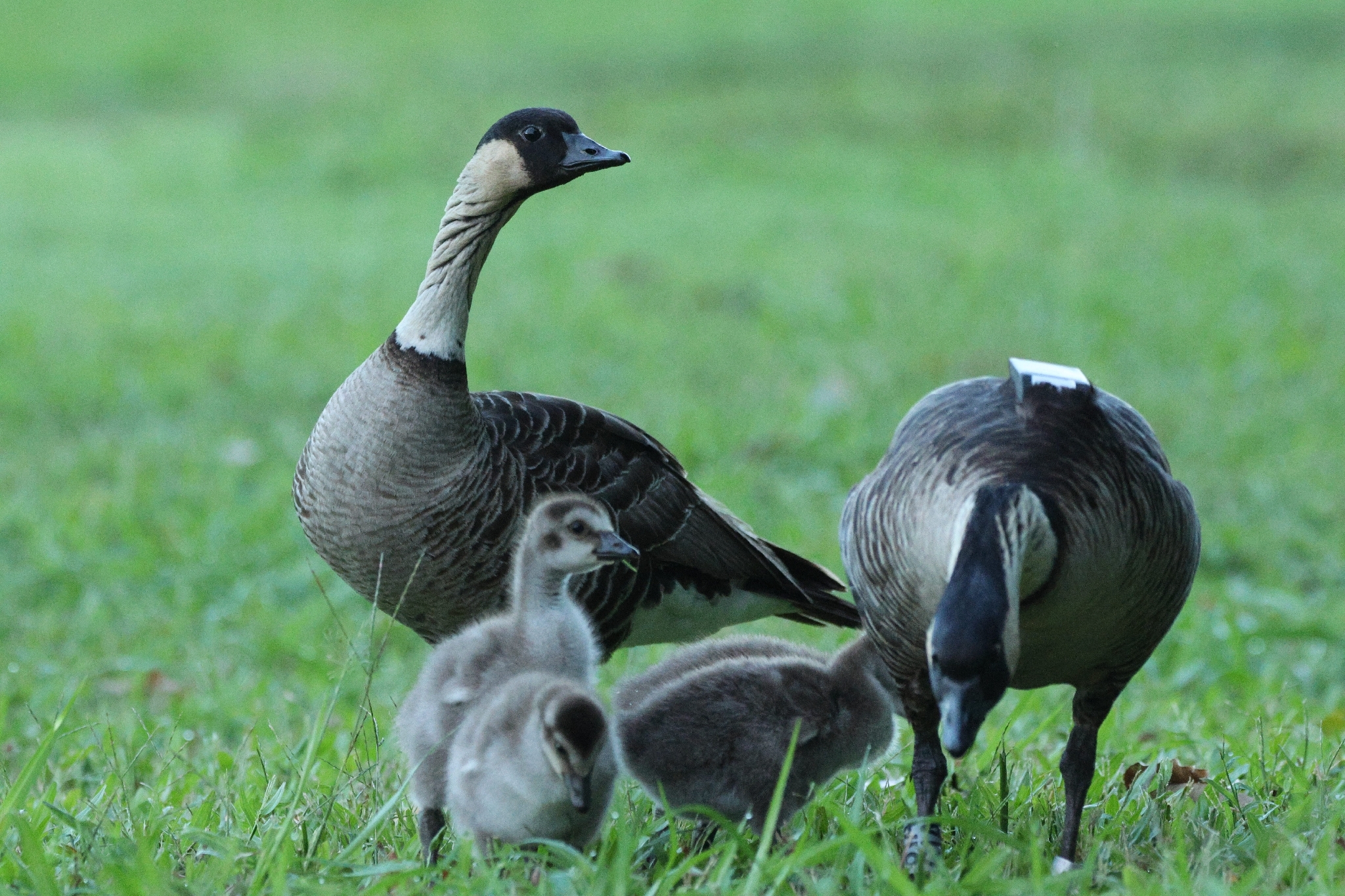 Nene (Branta sandvicensis), photo 2