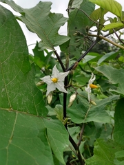 Solanum torvum