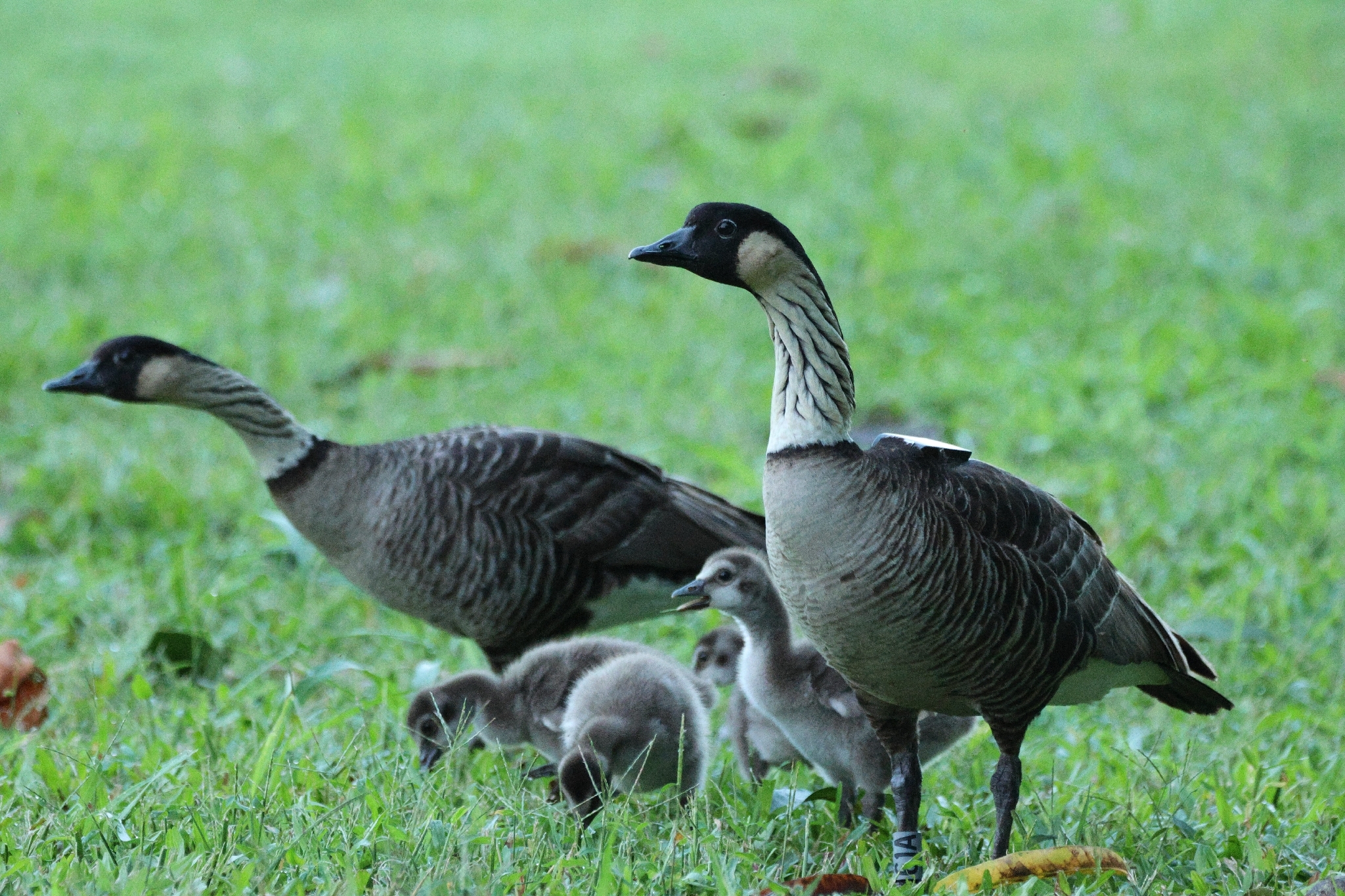 Nene (Branta sandvicensis), photo 3