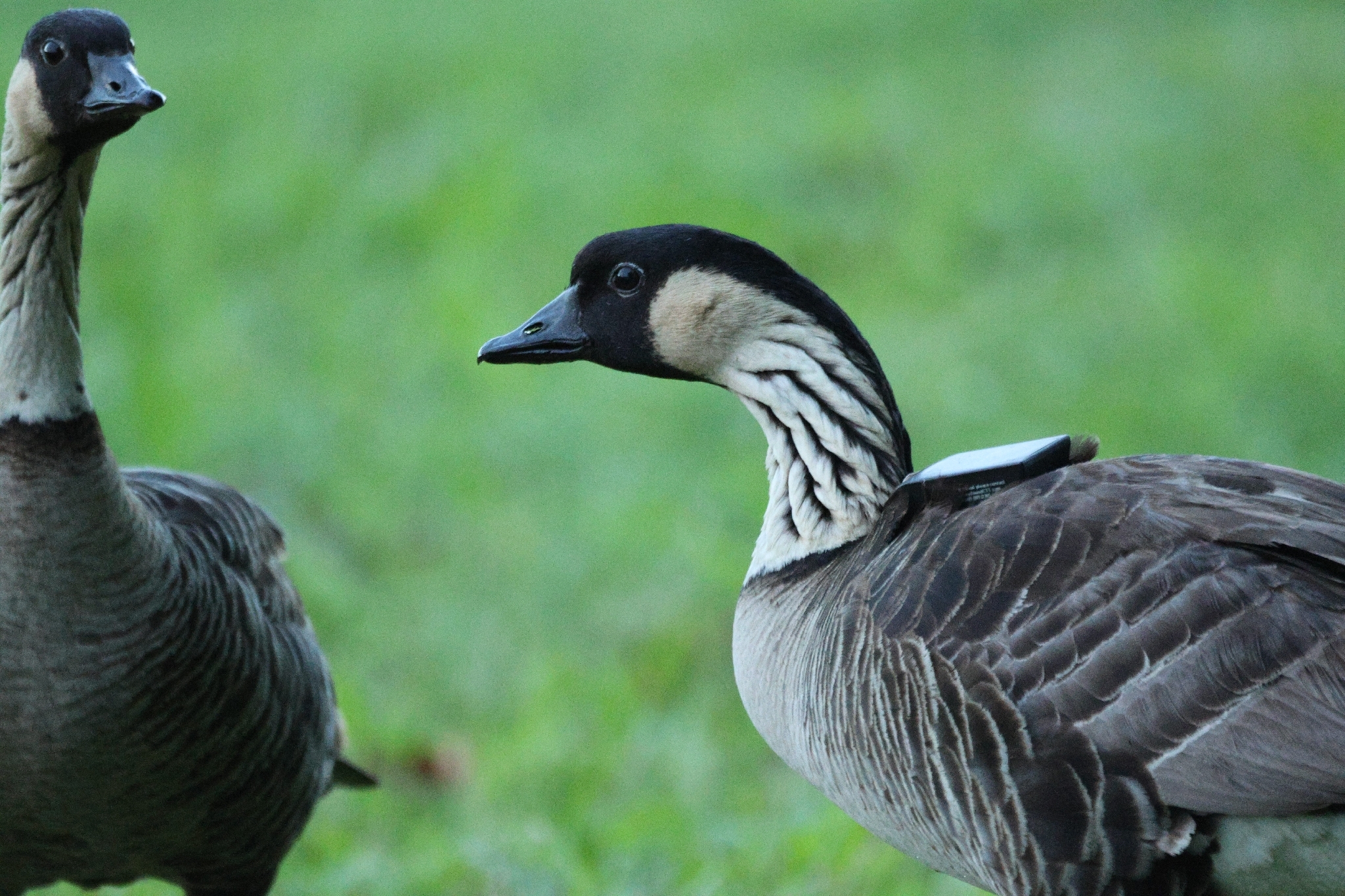 Nene (Branta sandvicensis), photo 7