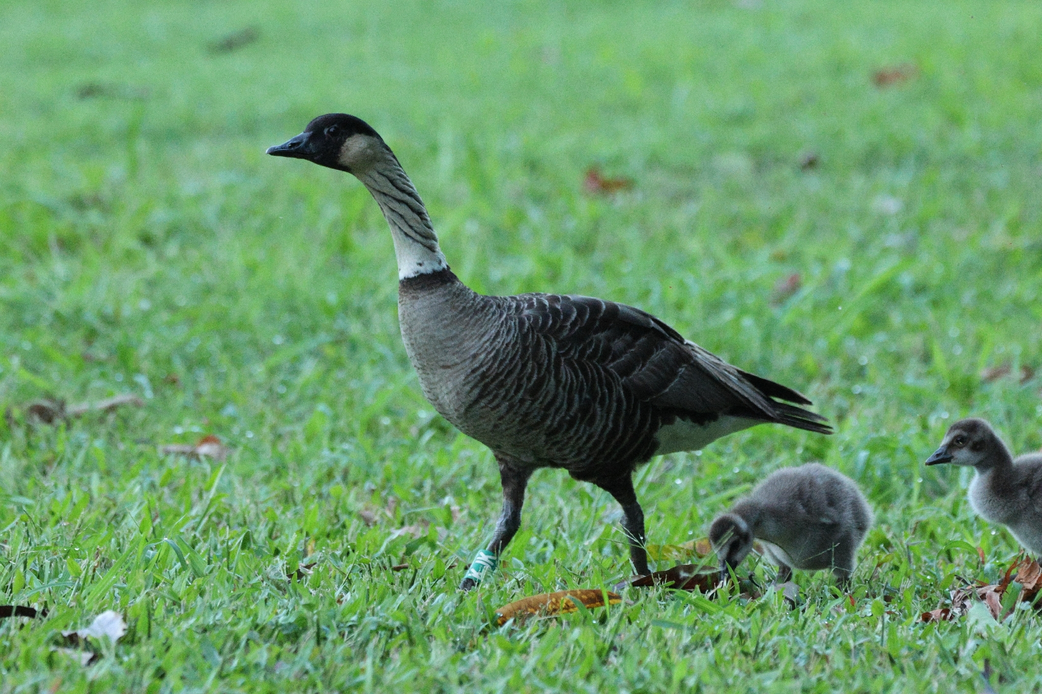 Nene (Branta sandvicensis), photo 8