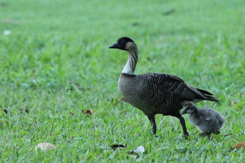Nene (Branta sandvicensis), photo 9
