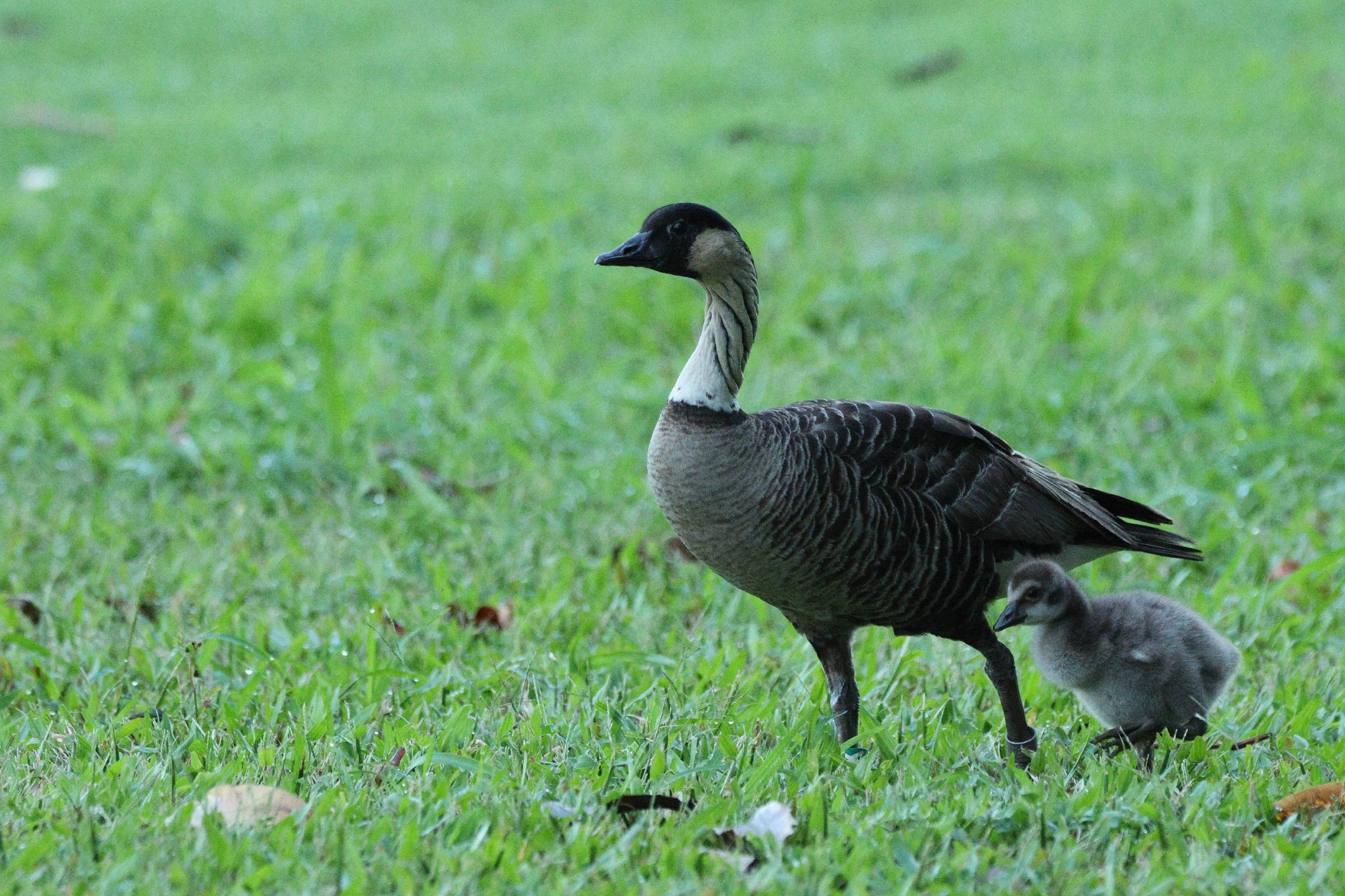 Nene (Branta sandvicensis), photo 9