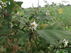 Solanum torvum