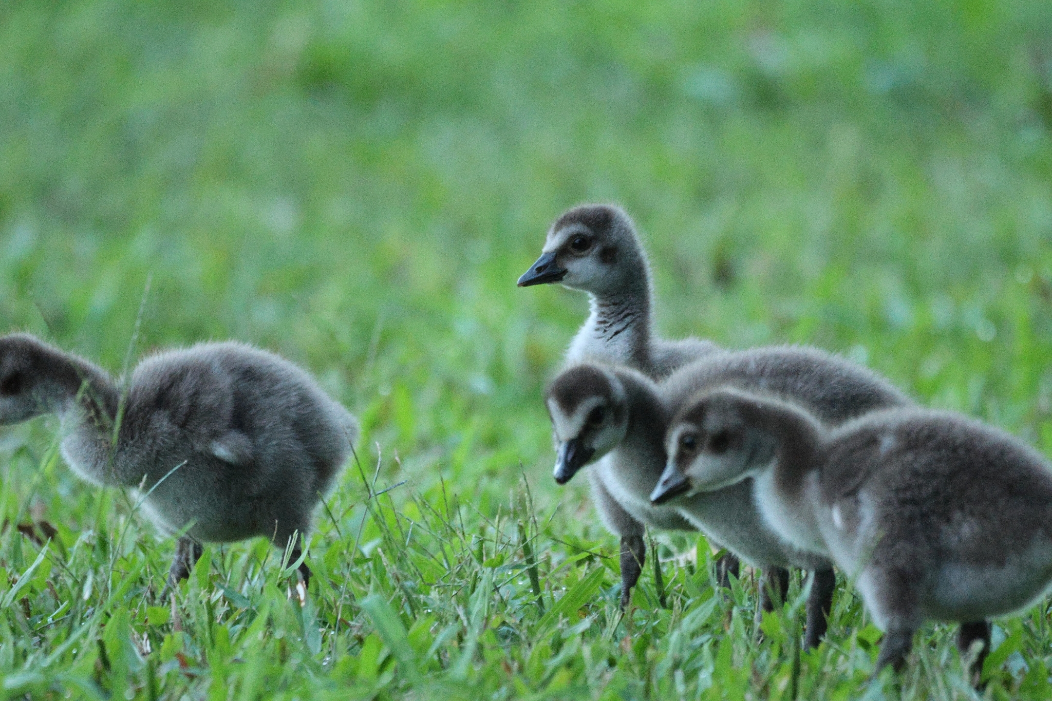 Nene (Branta sandvicensis), photo 10
