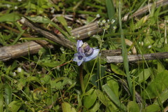 Bellevalia hyacinthoides