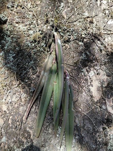 Epidendrum parkinsonianum, photograph 4