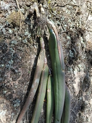 Epidendrum parkinsonianum, photograph (c) Ulises Emmanuel Martínez Burgos, some rights reserved (CC BY)