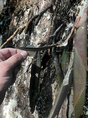 Epidendrum parkinsonianum, photograph (c) Ulises Emmanuel Martínez Burgos, some rights reserved (CC BY)