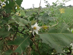 Solanum torvum