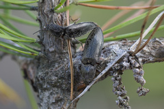 Paraphotistus impressus