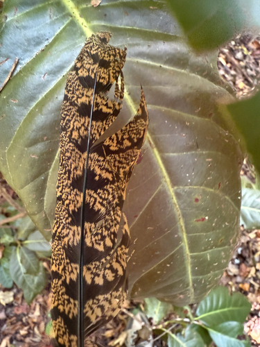 Chuck-will's-widow observed by cocoa_bean