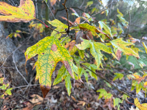 California sycamore