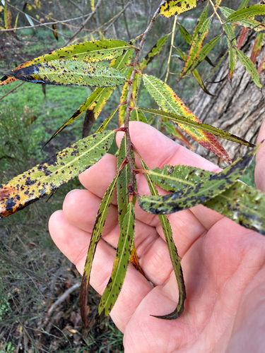 Goodding's willow (Salix gooddingii)