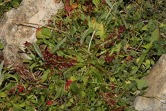 Rumex bucephalophorus bucephalophorus