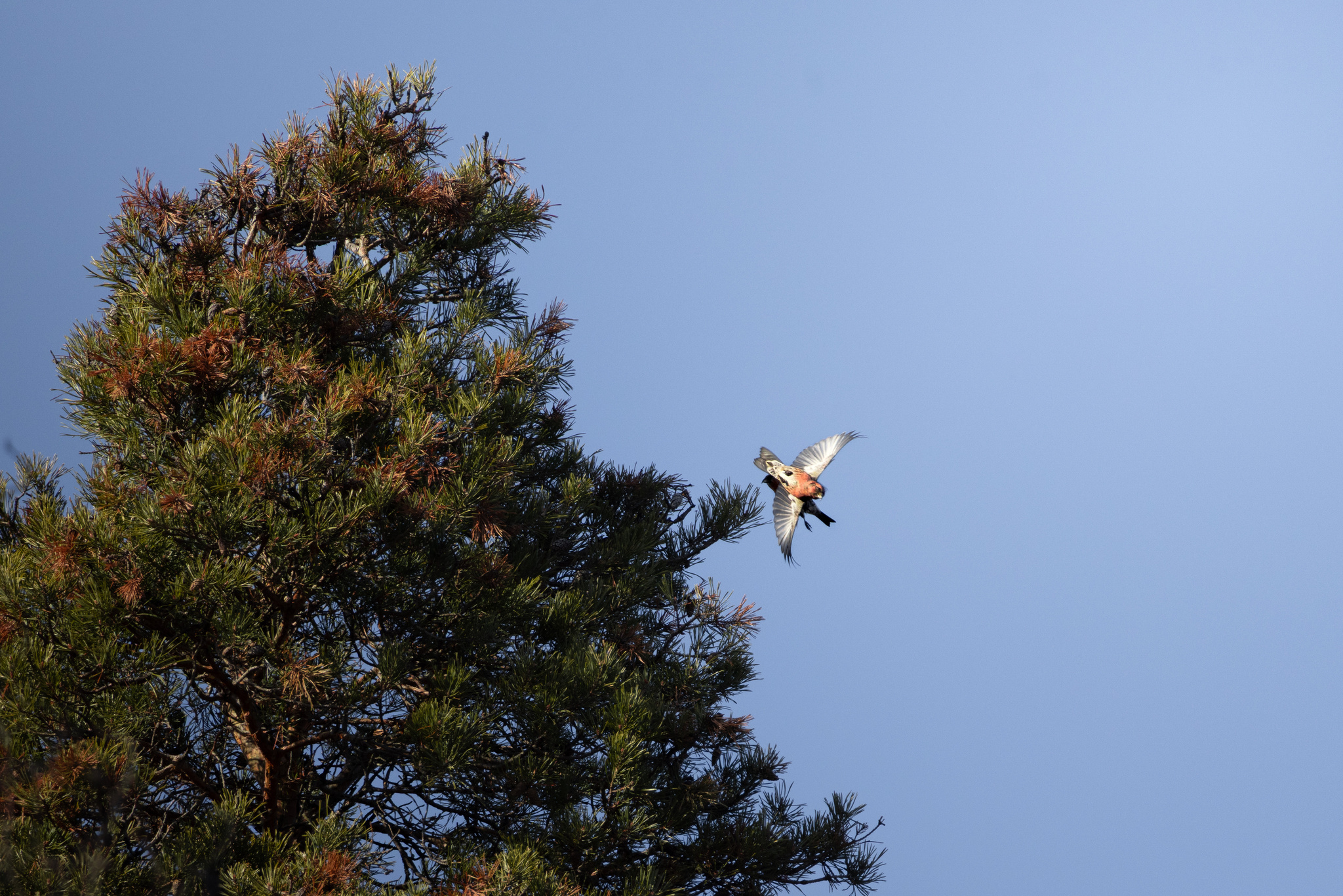 Two-barred Crossbill (Loxia leucoptera), photo 2