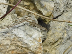 Anolis sagrei