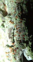 Bacidia rubella