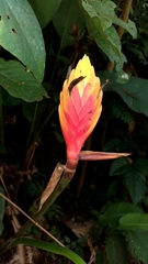 Heliconia episcopalis