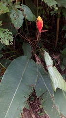 Heliconia episcopalis