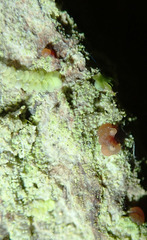 Bacidia rubella