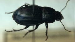 Harpalus serripes