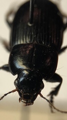 Harpalus serripes