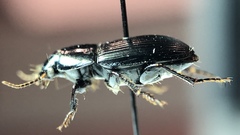Harpalus serripes