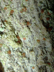 Bacidia rubella