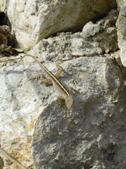 Anolis sagrei